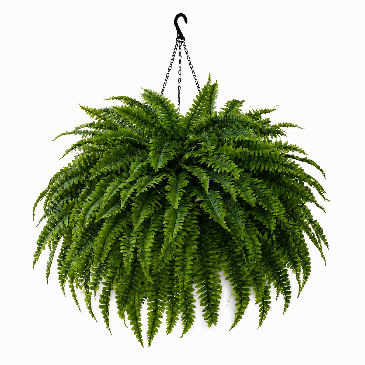 🌿✨ Glowing Boston Ferns with Lights – Zero Watering, Zero Maintenance